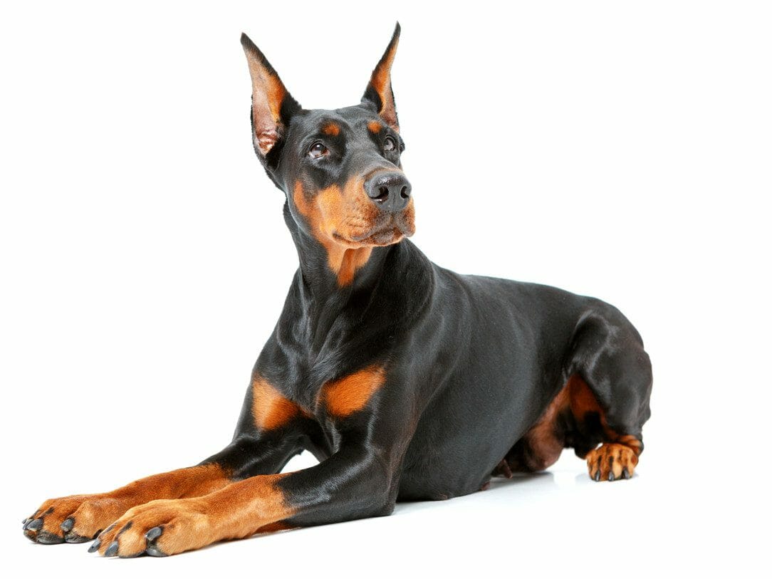 doberman pinscher - fawn doberman