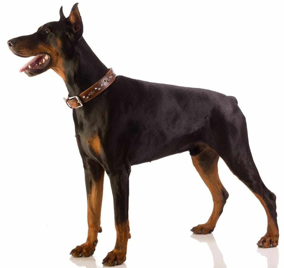 doberman pinschers - red doberman