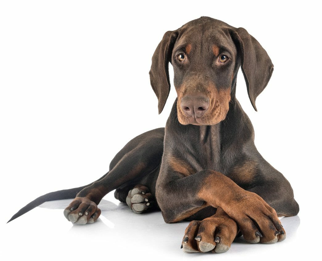 doberman puppy - blue doberman