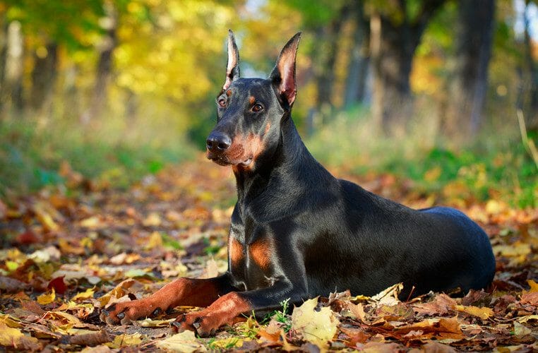 Black best sale doberman dog