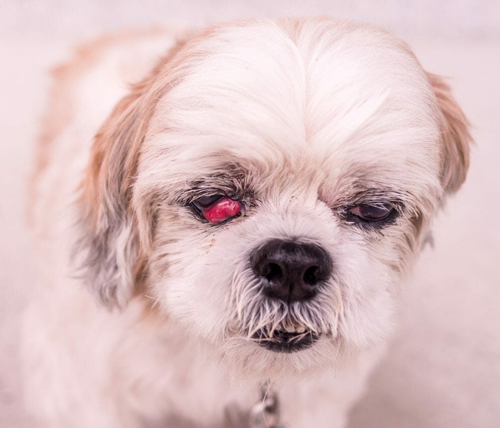 dog cherry eye - what causes cherry eye in dogs