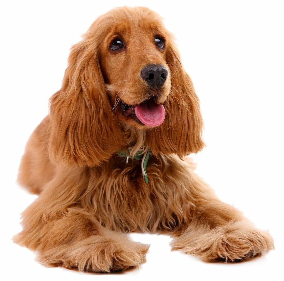 Dogs with long ears and best sale curly hair