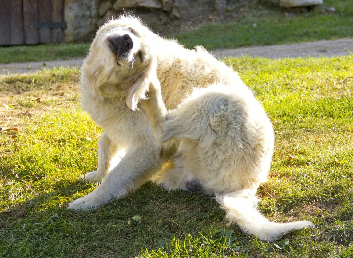 dog ear mites - ear mites dog