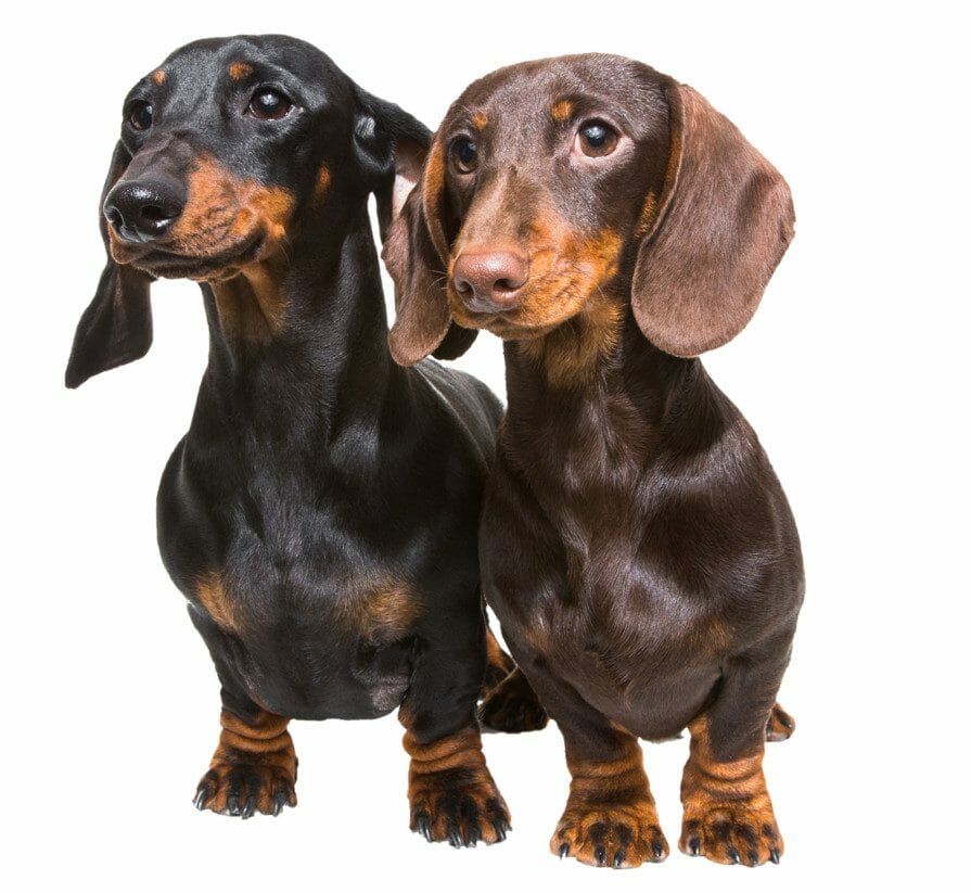 dog hypothyroidism anxiety - what dog breeds are prone to hypothyroidism