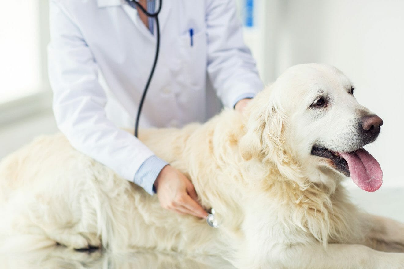 dog hypothyroidism natural treatment - dog hypothyroidism symptoms checklist