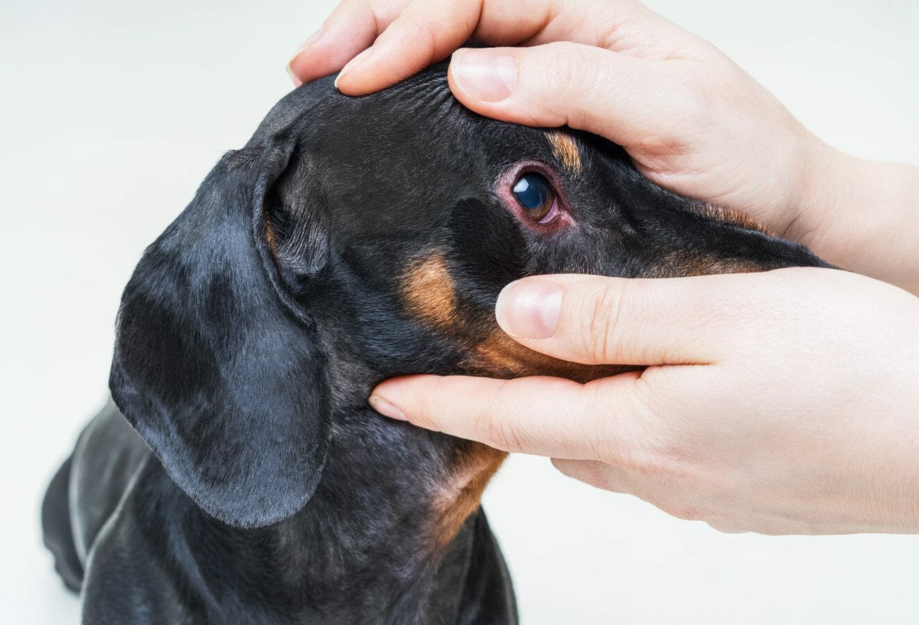 dog pink eye home remedy - untreated conjunctivitis in dogs