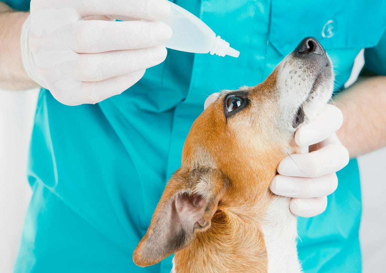 dog pink eye treatment - allergic conjunctivitis in dogs