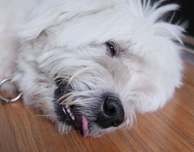 dog seizures - signs of seizures in dogs