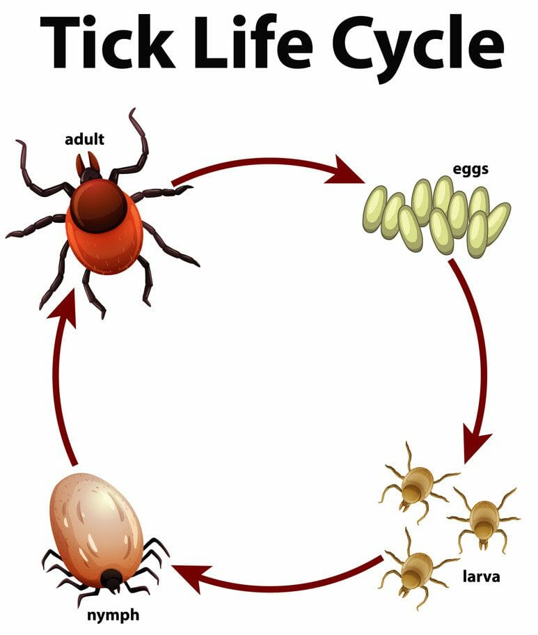 dog tick - tick prevention for dogs