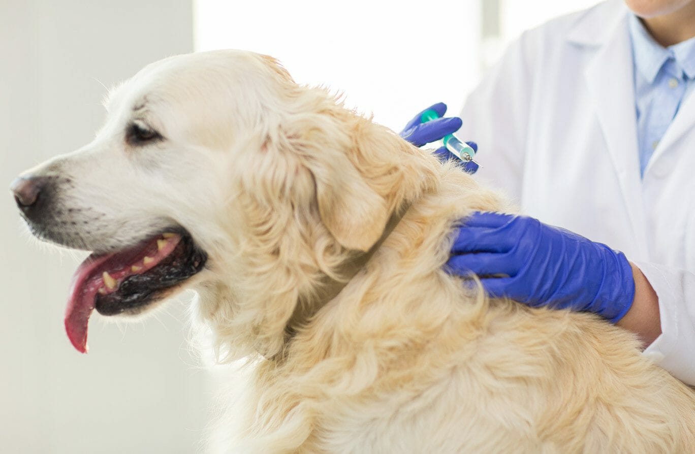 dog vaccination schedule - dhlpp dog vaccine