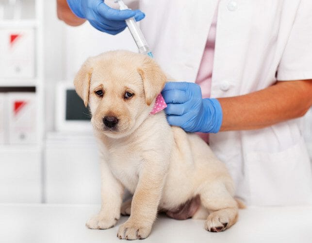 dog vaccinations - coronavirus vaccine for dogs