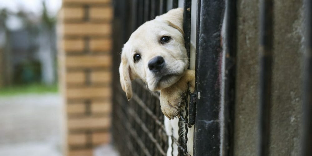 donate to no kill dog shelters barkwiki