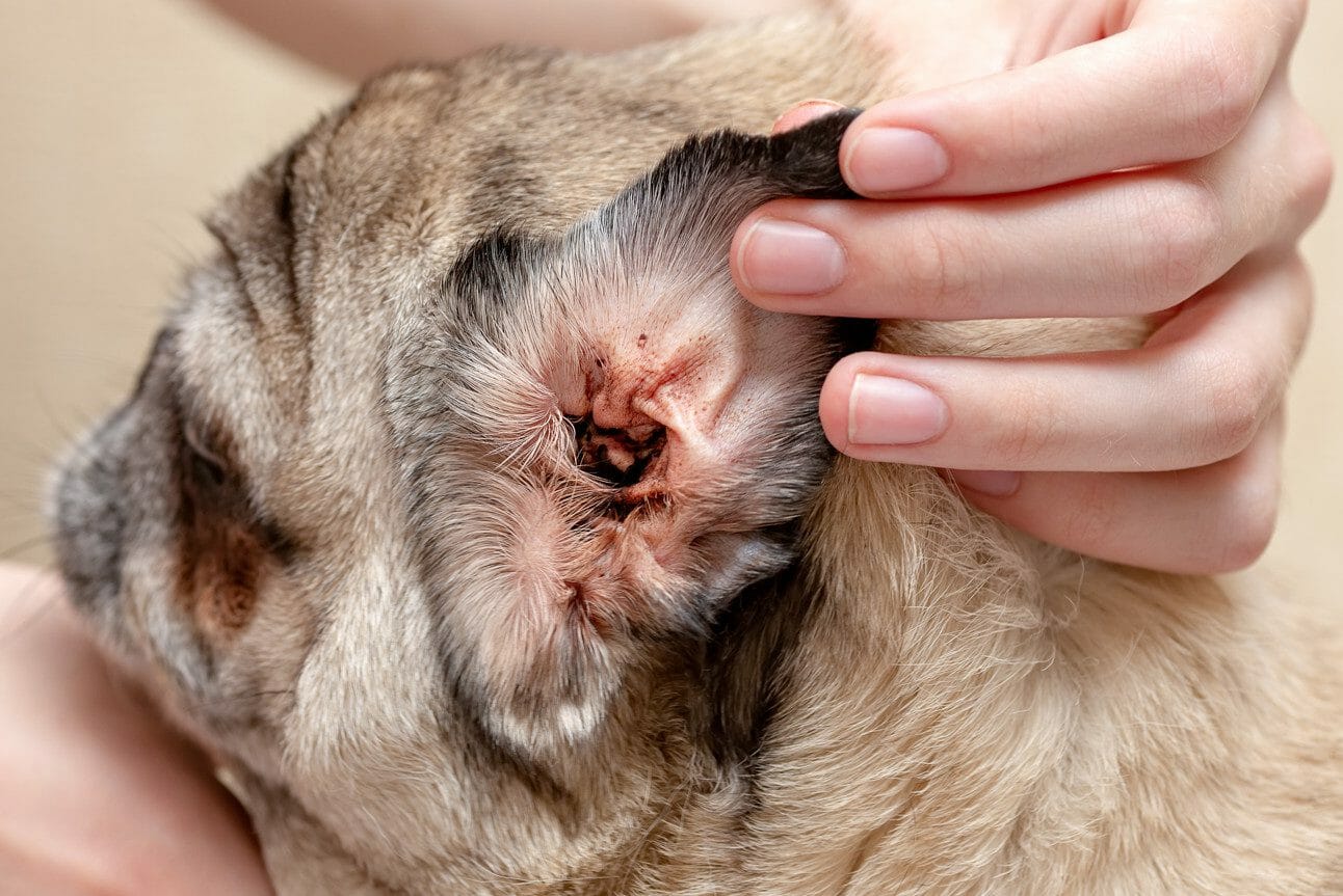 At home remedies for dog store ear mites