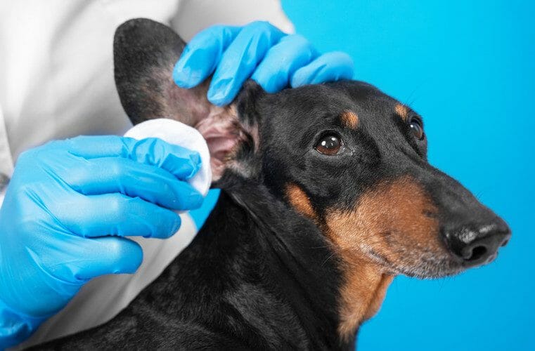 ear mites in dogs - ear mite treatment for dogs