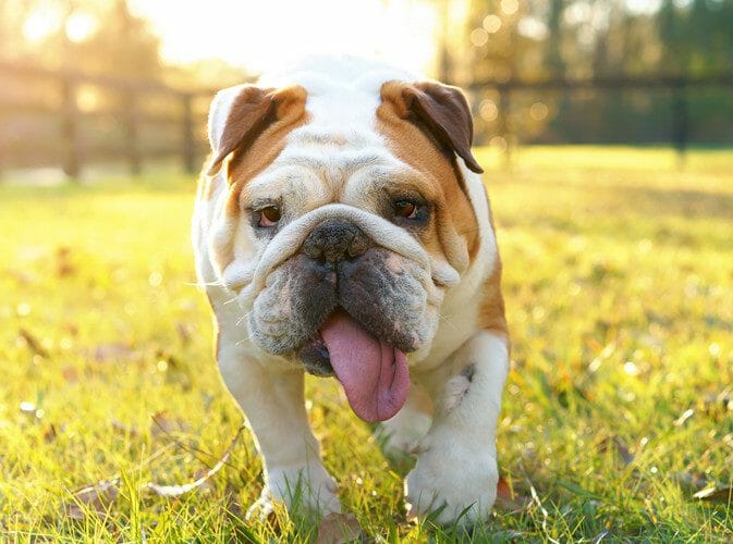 Fallow english hot sale bulldog