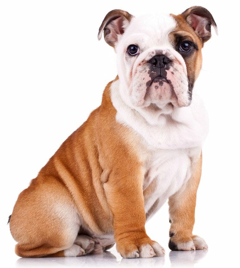 english bulldog puppies - english bulldog puppy