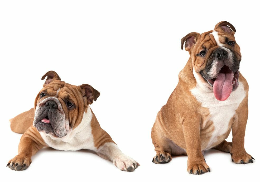 english bulldogs - olde english bulldogs