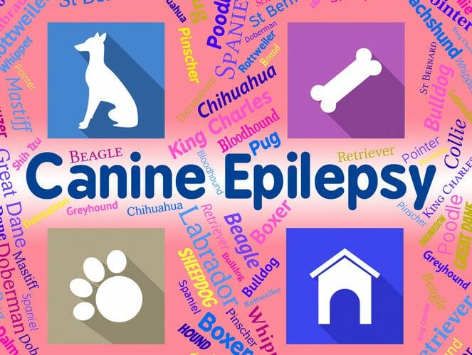 epilepsy in dogs - dog epilepsy life expectancy