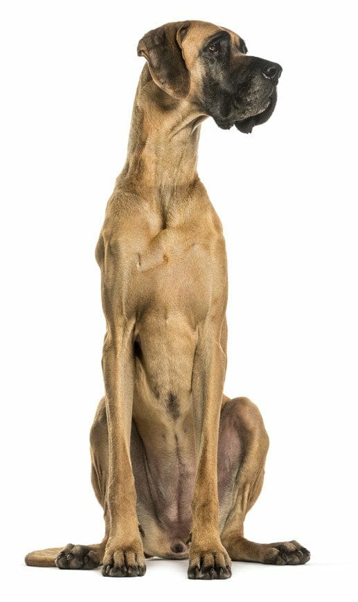 fawn great dane - great dane dog