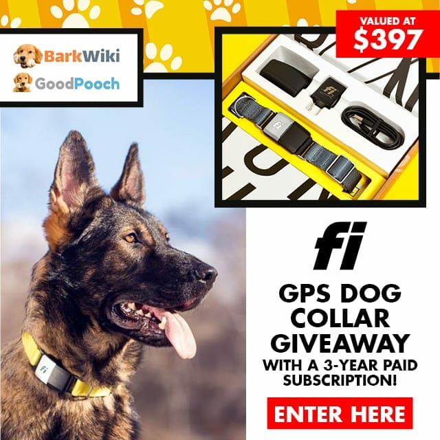 Fi GPS Dog Collar with 3Year Subscription BarkWiki Dog Breeds and Dog Health