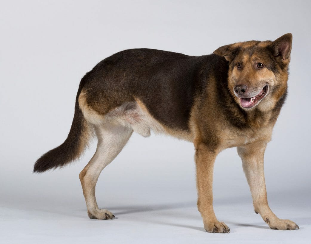 final stages of osteosarcoma in dogs - signs of osteosarcoma in dogs