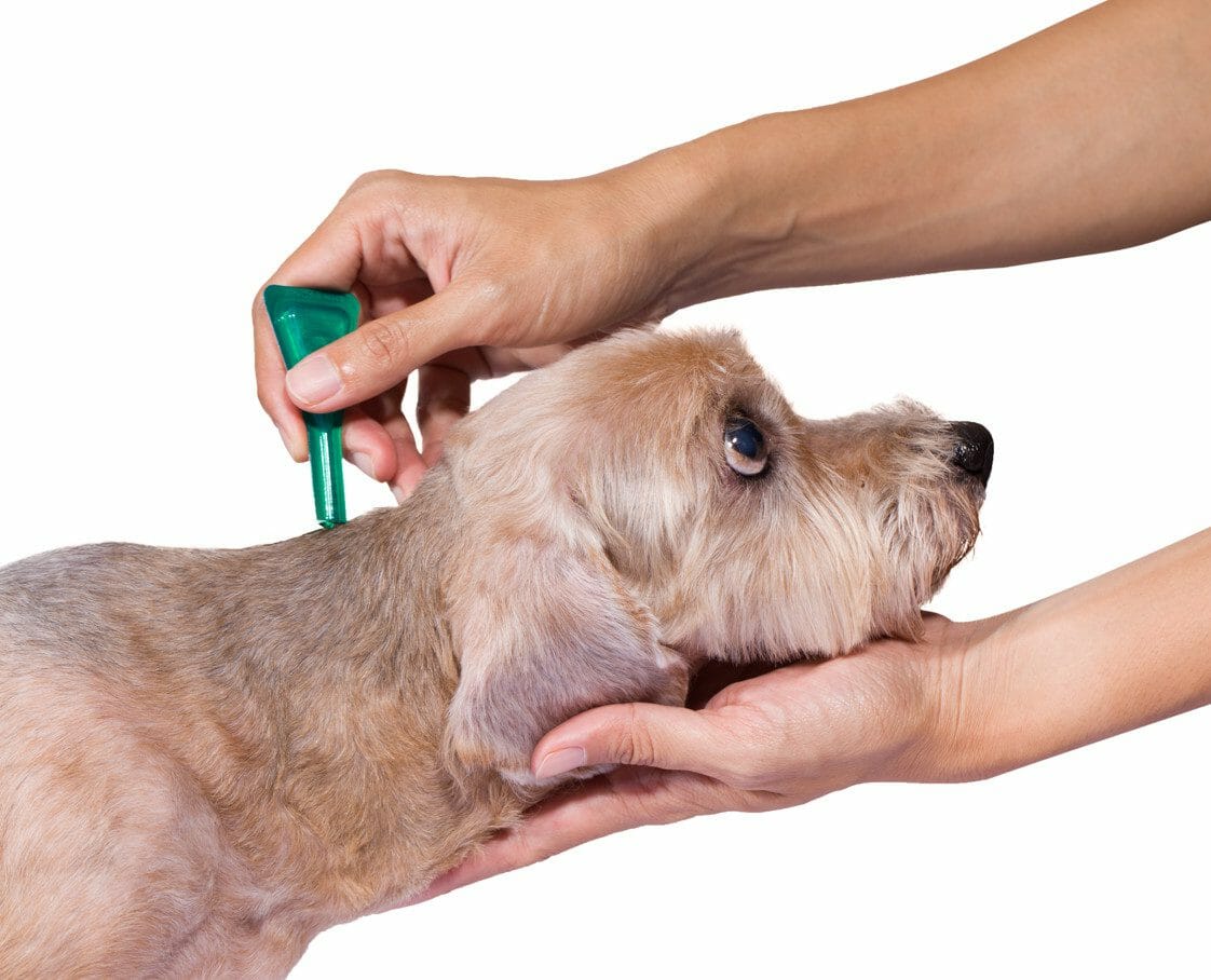 flea and tick prevention for dogs - tick medicine for dogs