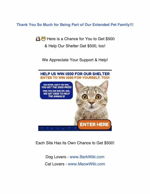 flyer1-kitten