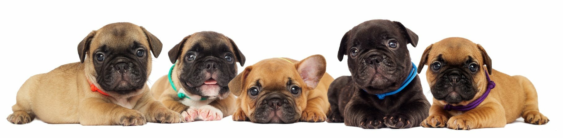 french bulldog puppies - french bulldog puppy