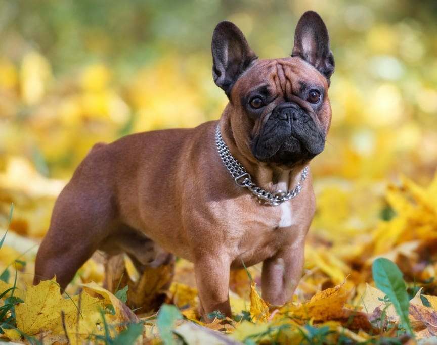 french bulldog rescue - long haired french bulldog