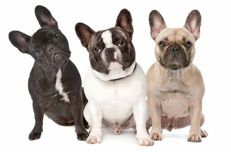 french bulldog - french bulldogs