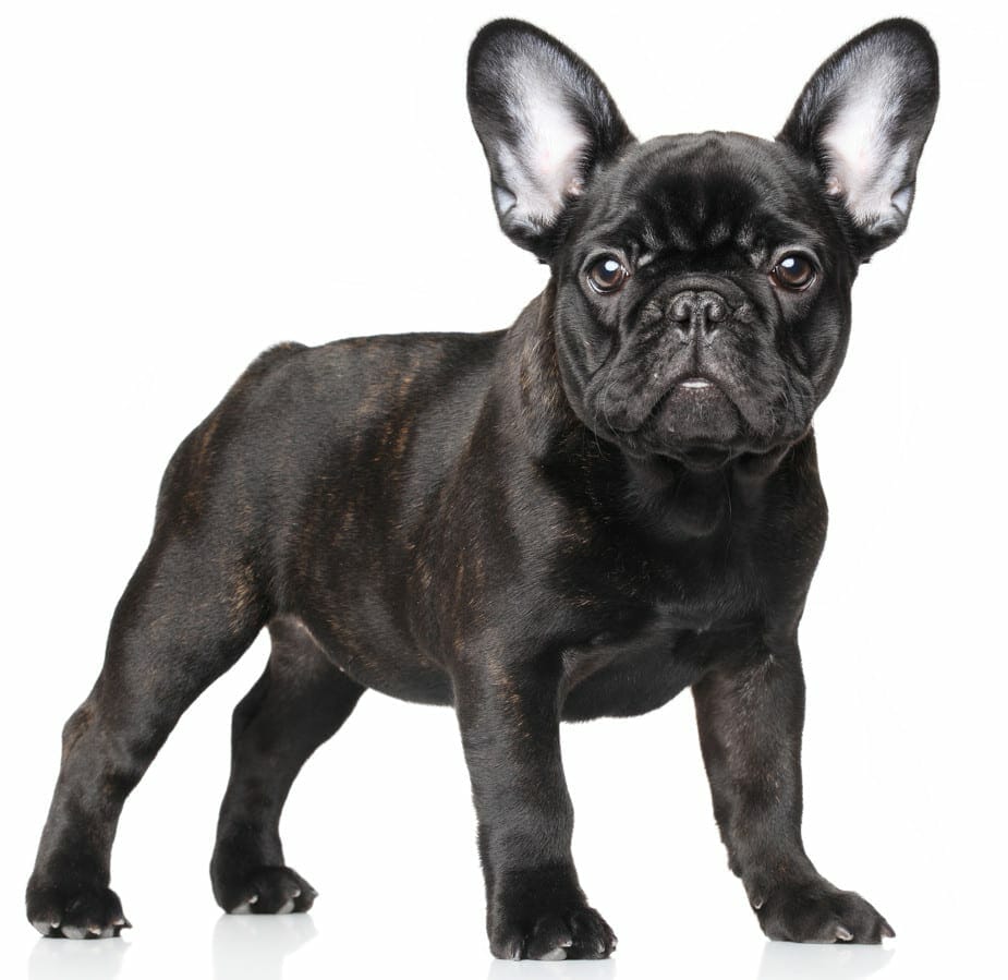 frenchie breeders