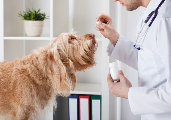 what is gabapentin used for in dogs