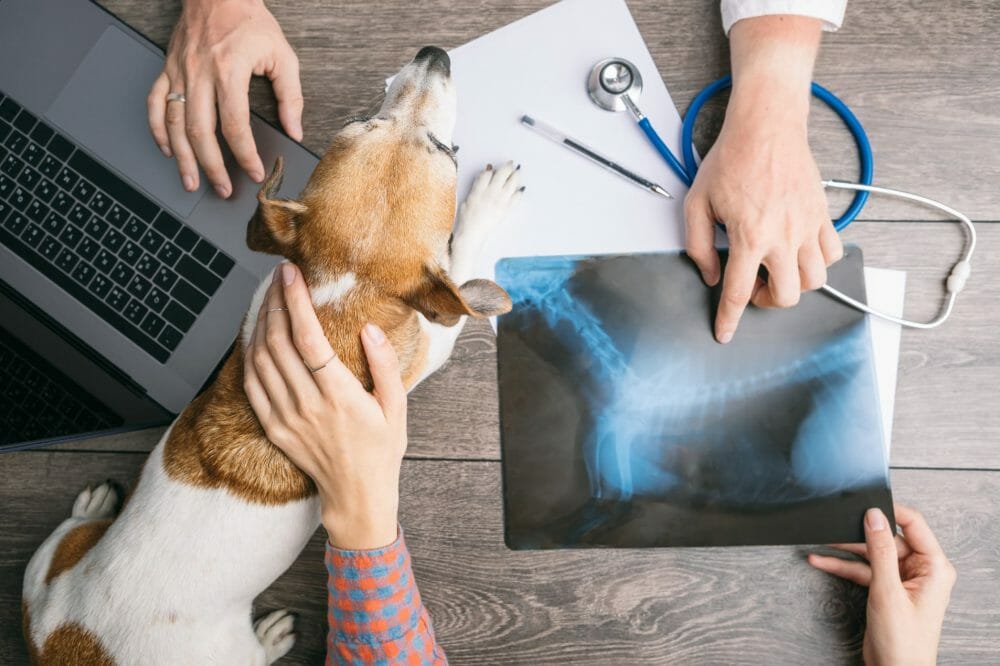 gabapentin toxicity symptoms in dogs