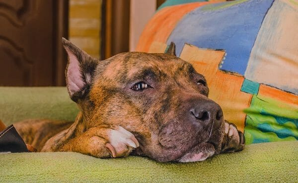 gabapentin side effects in dogs