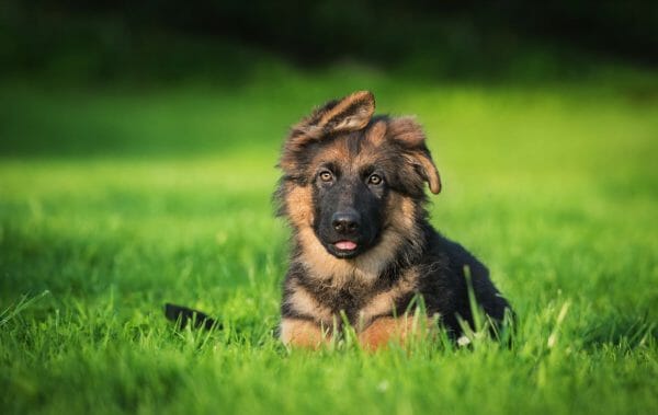 german shepherd characteristics