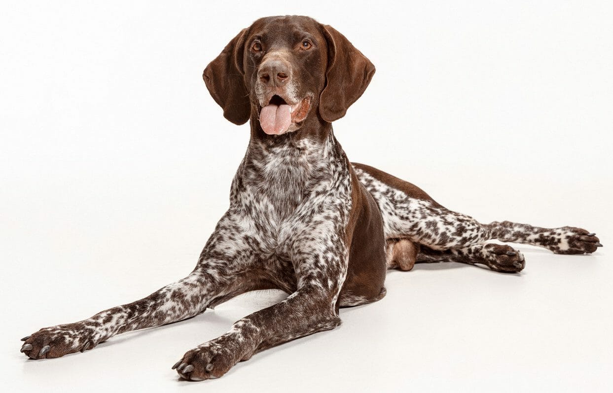 german shorthaired pointer coloring - german shorthaired pointer puppys