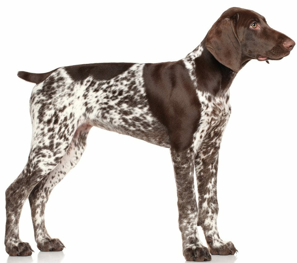 German shorthaired pointer colors black store & white