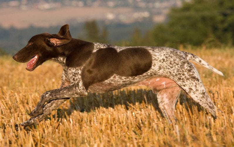 german shorthaired pointer - german shorthaired pointer dog