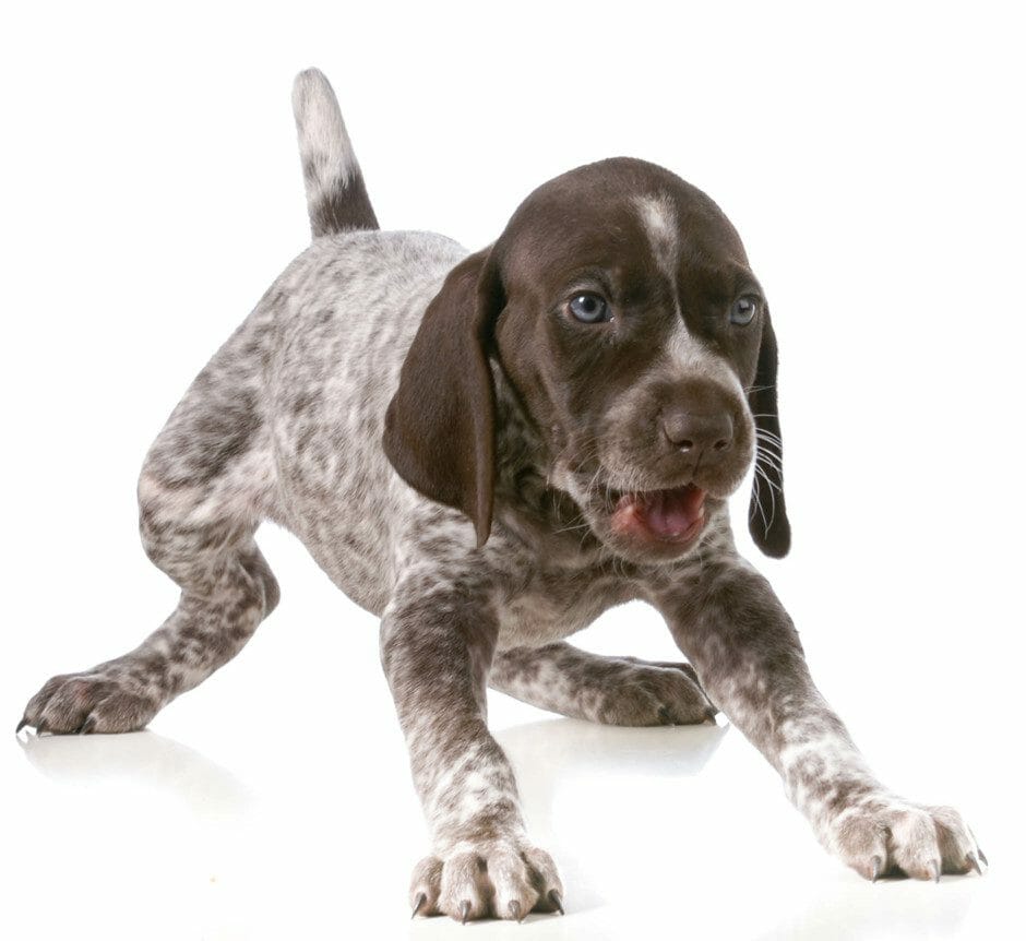 Puppy best sale german pointer