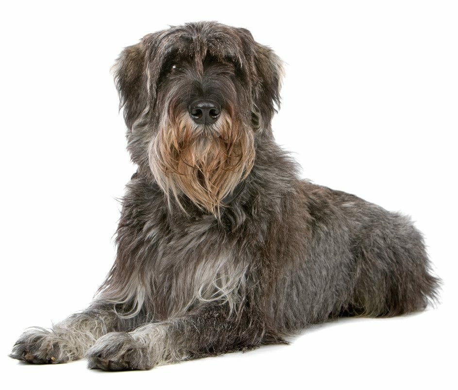 giant schnauzer - dogs that are hypoallergenic
