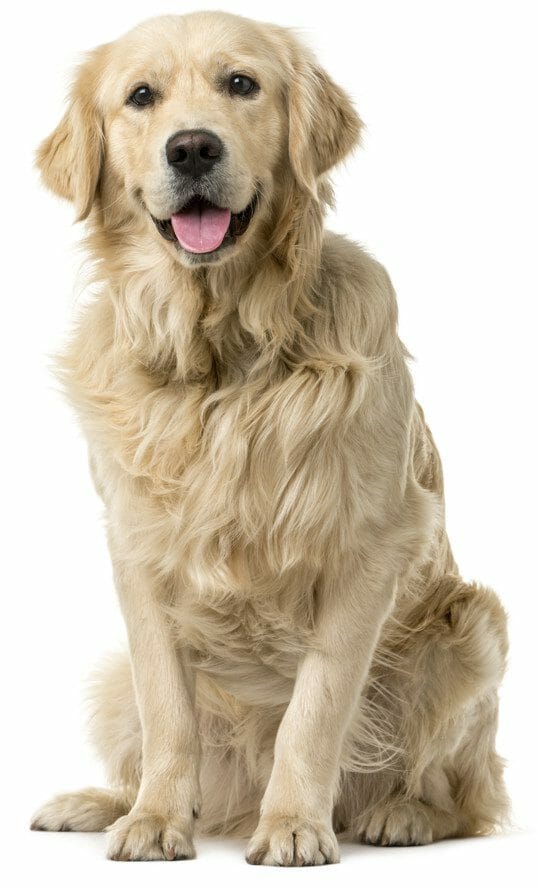 golden retriever dog - golden retriever price