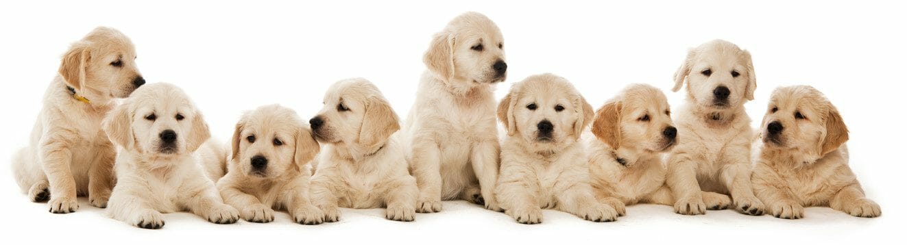 golden retriever puppies - golden retriever puppy