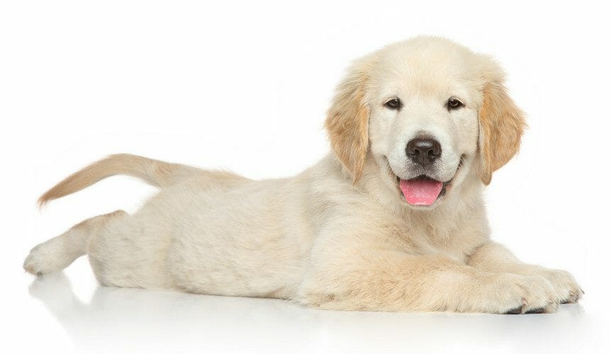 golden retriever - cute golden retriever