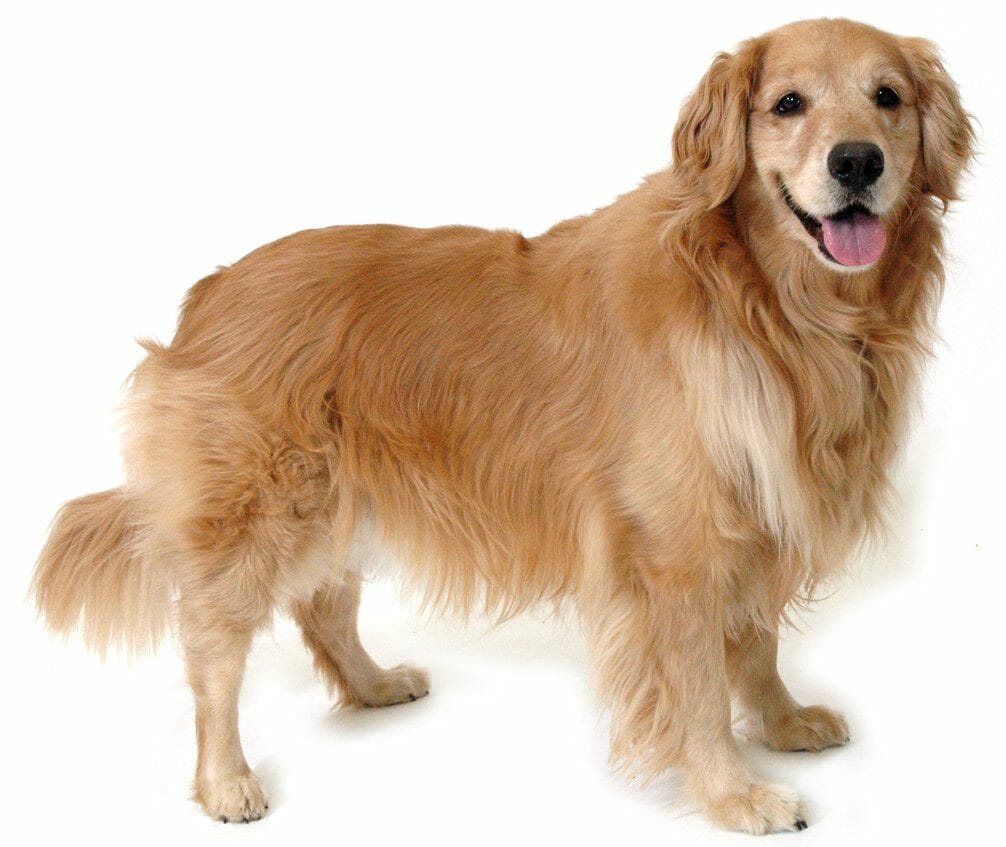 golden retrievers - english cream golden retriever