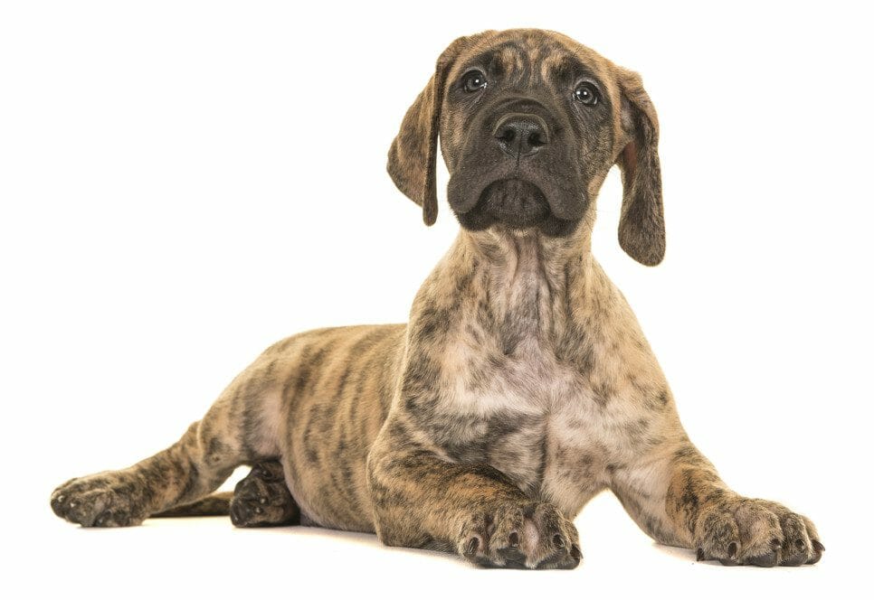 great dane puppy - great dane puppies