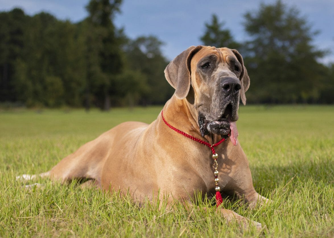 Great dane of store dog