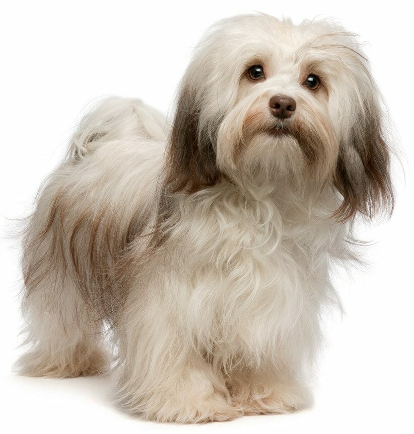 havanese - havanese dog