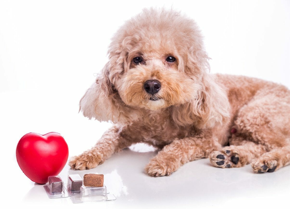 heartworm medicine for dogs - heartworm pills for dogs
