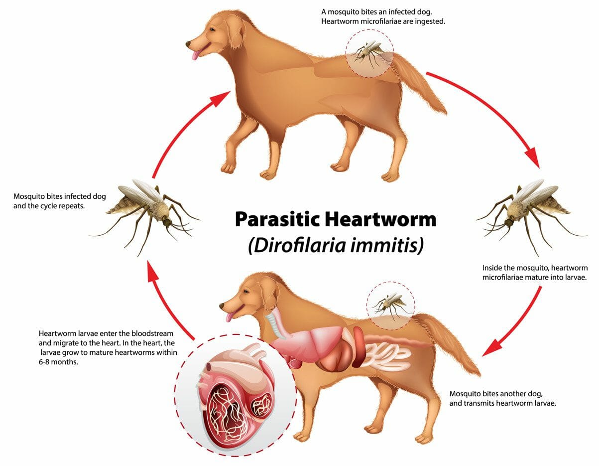 heartworms in dogs - heartworm treatment for dogs