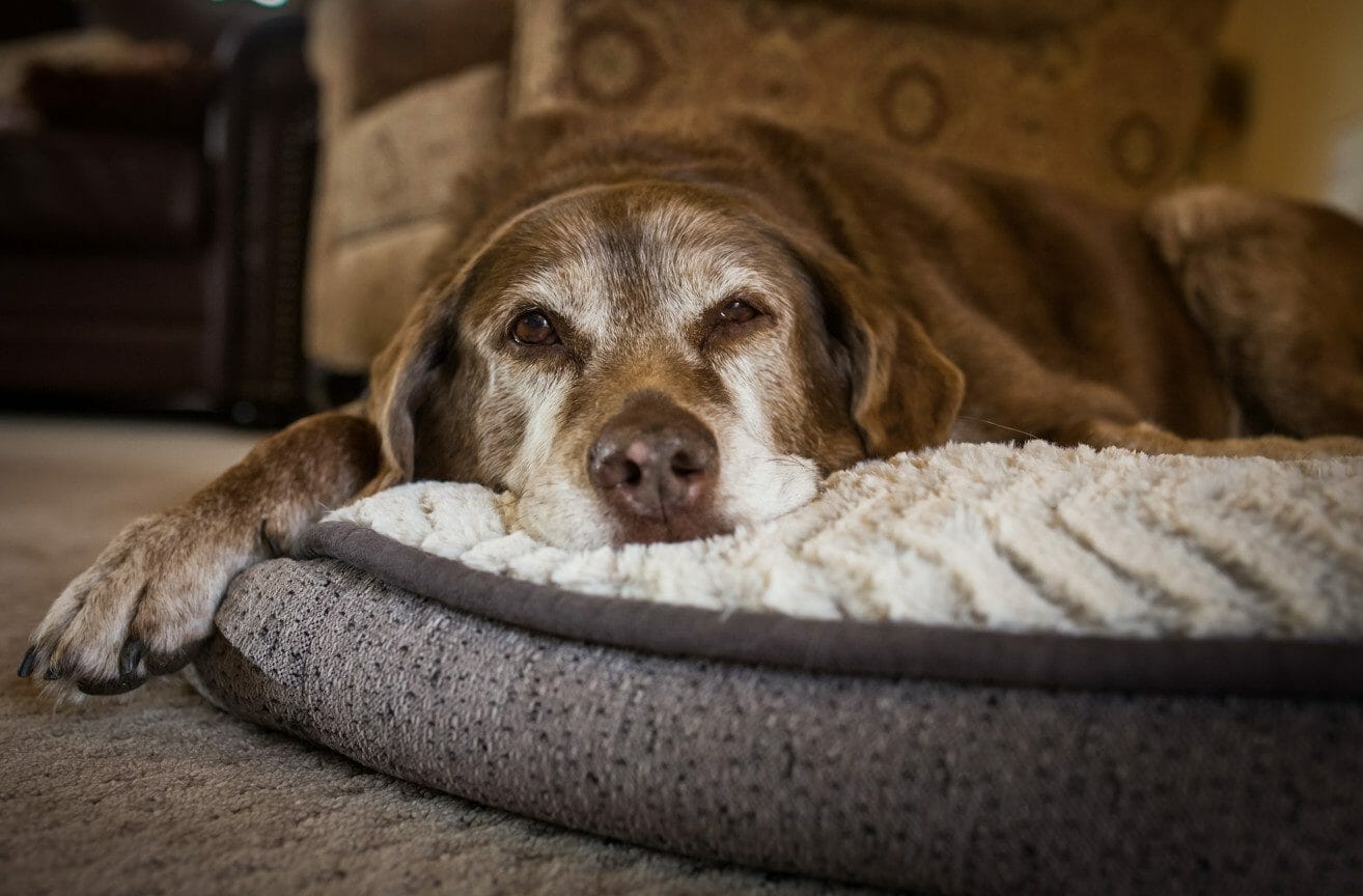 how to treat arthritis in dogs - arthritis in older dogs